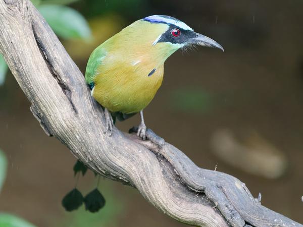 <h3>Momotus lessonii / Blue‑diademed motmot / Lesson's motmot</h3>OM-1 Mark II with OLYMPUS M.150-400mm F4.5, 1/250 sec at F4.5, ISO 10000, distance 8.55 m